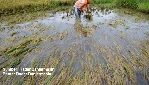 Produksi padi menurun